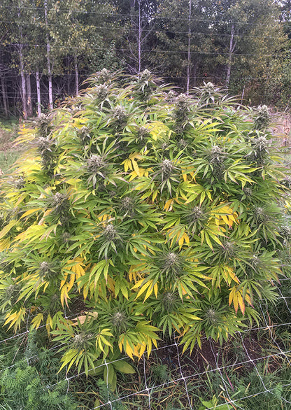 Think Fast Fem x3 - Dutch Passion