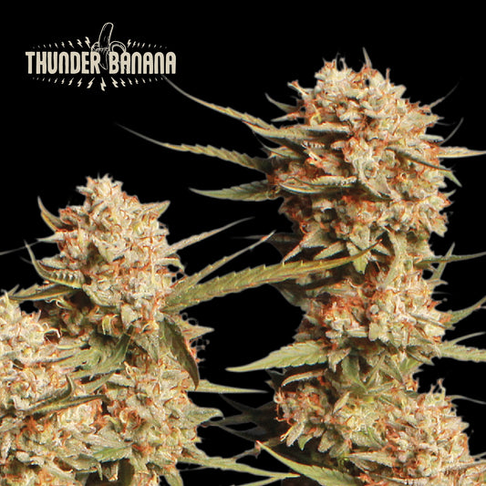 Thunder Banana Auto x3 - Seedstockers Superior
