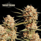 Thunder Banana Auto x3 - Seedstockers Superior