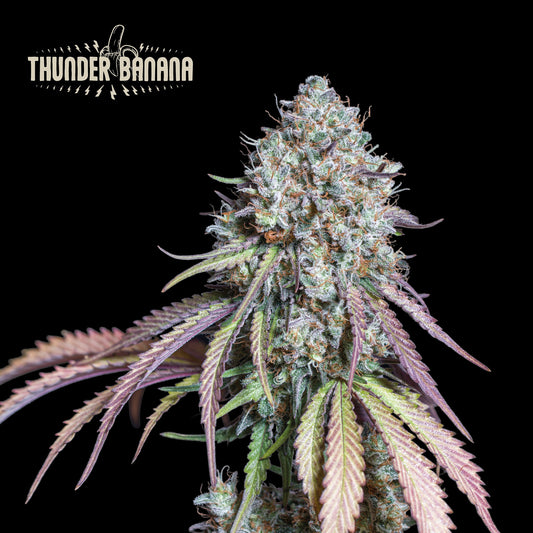 Thunder Banana Fem x3 Seedstocker Superior