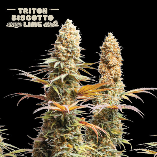 Triton Biscotto Lime Fem x5 - Seedstockers