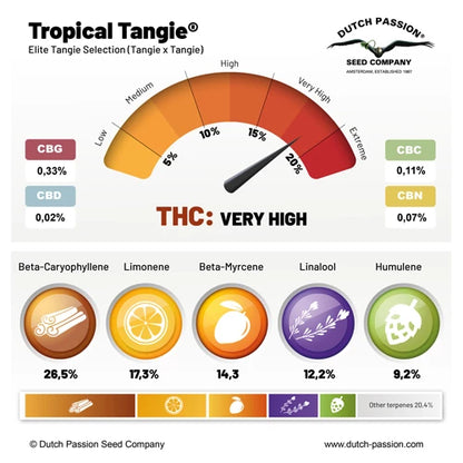 Tropical Tangie x100 -Dutch Passion