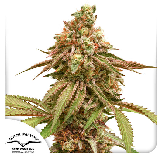 Tropical Tangie Fem x3 - Dutch Passion - 2x1