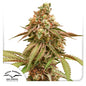Tropical Tangie Fem x3 - Dutch Passion - 2x1