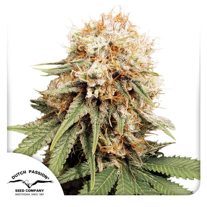 White Widow Fem x3 - Dutch Passion