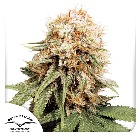 White Widow Fem x3 - Dutch Passion