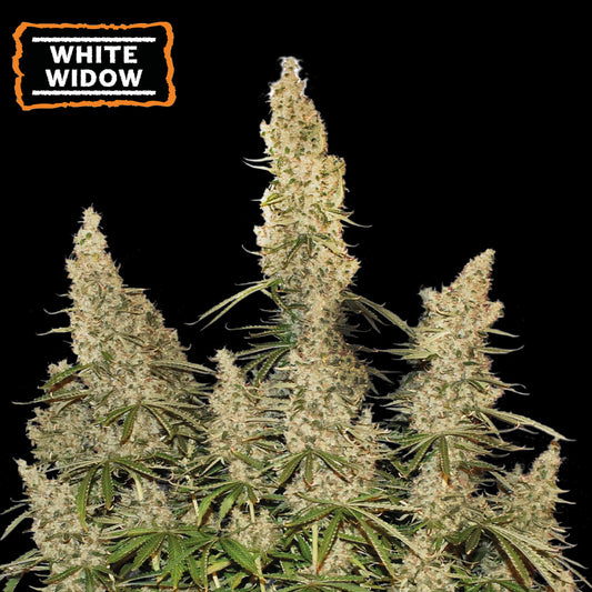 White Widow Auto x1 - Seedstockers