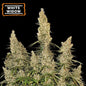 White Widow Auto x1 - Seedstockers