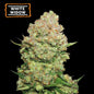 White Widow Feminizada x3 Semillas - Seedstockers