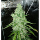 AK 420 Auto x3 Semillas - Seedstockers