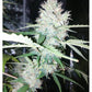 AK 420 Auto x3 Semillas - Seedstockers