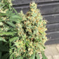 AK 420 Auto x3 Semillas - Seedstockers