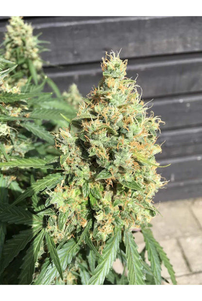 AK 420 Auto x3 Semillas - Seedstockers