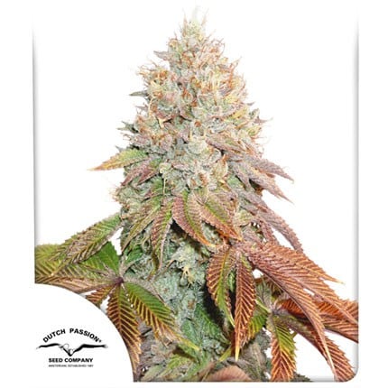 Auto Banana Blaze x25 - Dutch Passion