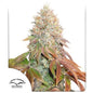 Auto Banana Blaze x25 - Dutch Passion