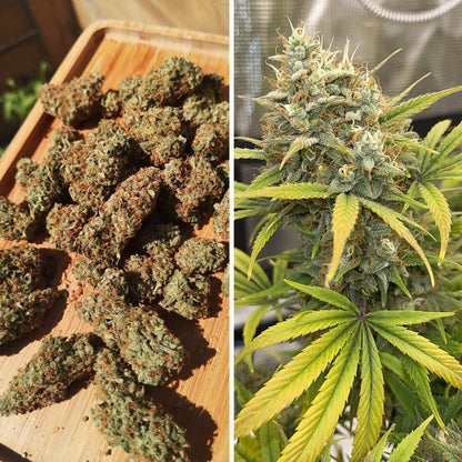 Auto Banana Blaze x25 - Dutch Passion