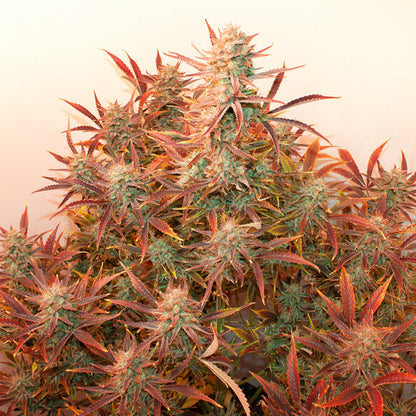 Auto Banana Blaze x25 - Dutch Passion