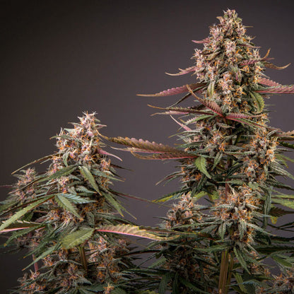 Auto Blackberry Kush x3 - Dutch Passion