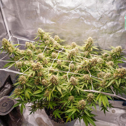 Auto Blueberry x3 - Dutch Passion
