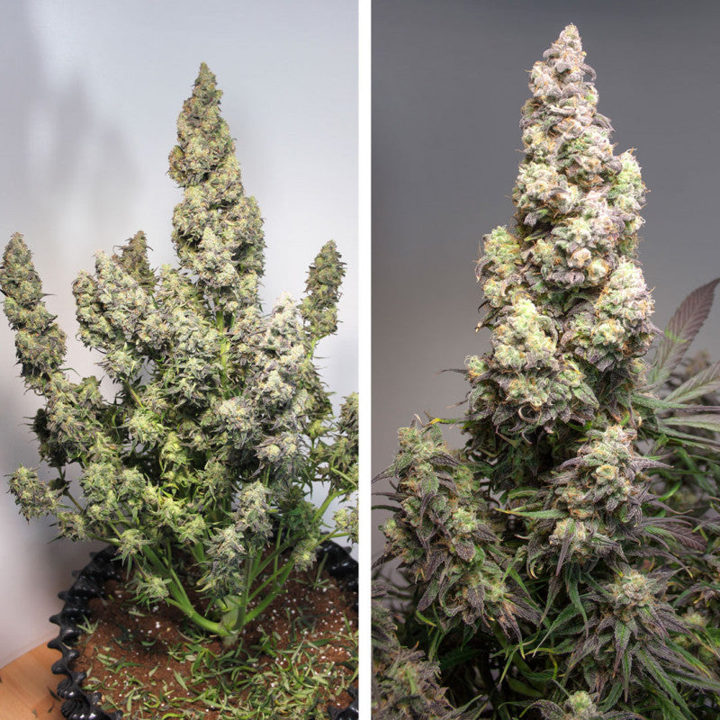 Auto Colorado Cookies x3 - Dutch Passion