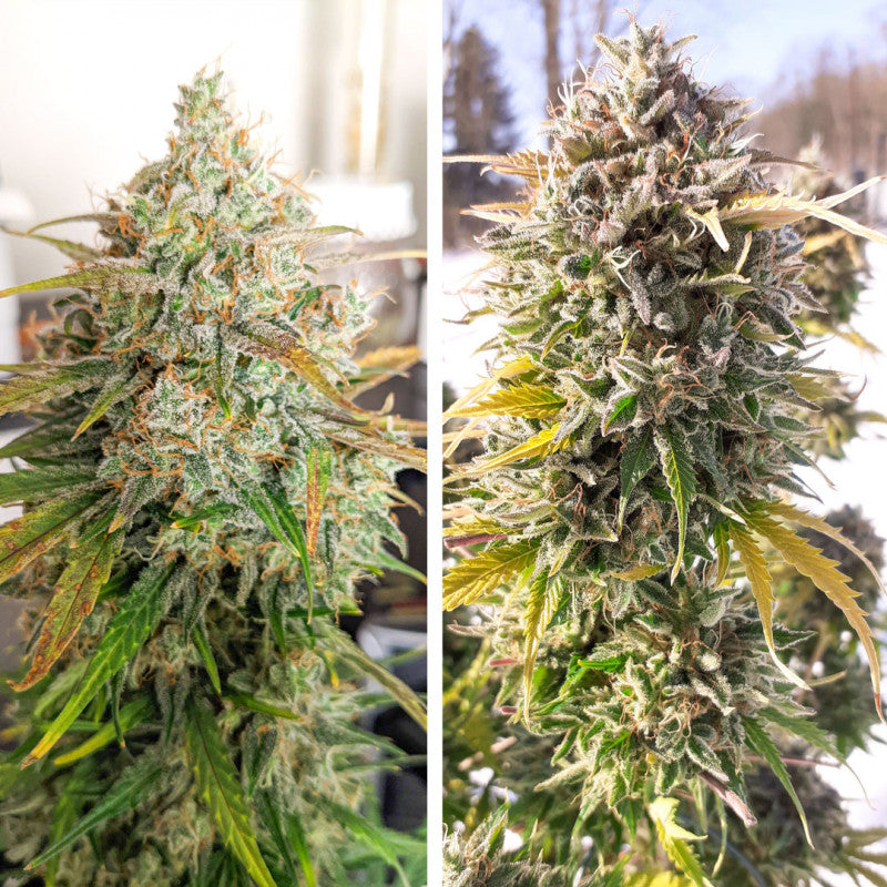 Auto Colorado Cookies x3 - Dutch Passion