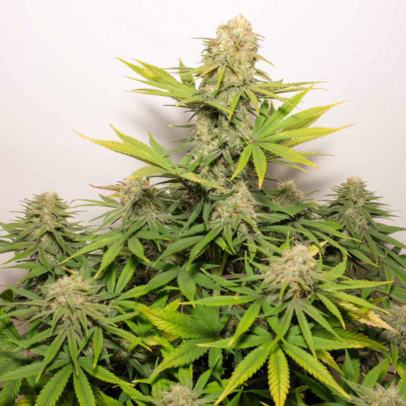 Auto Colorado Cookies x3 - Dutch Passion