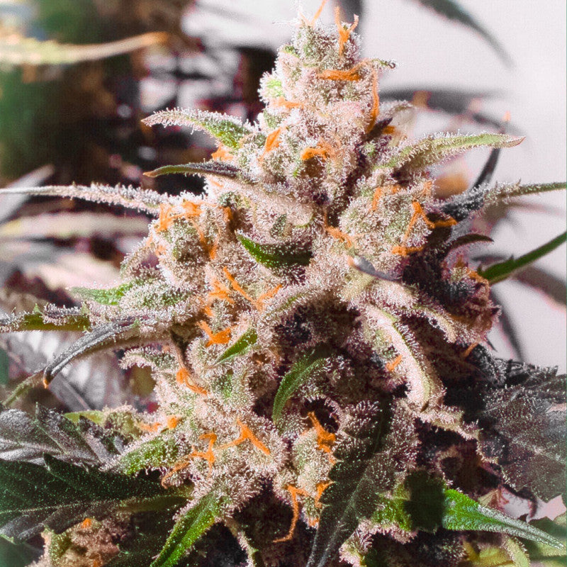 Auto Colorado Cookies x3 - Dutch Passion