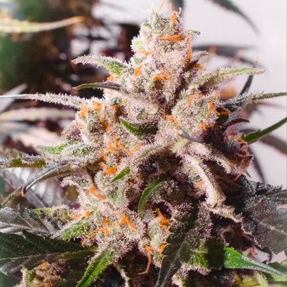 Auto Colorado Cookies x3 - Dutch Passion