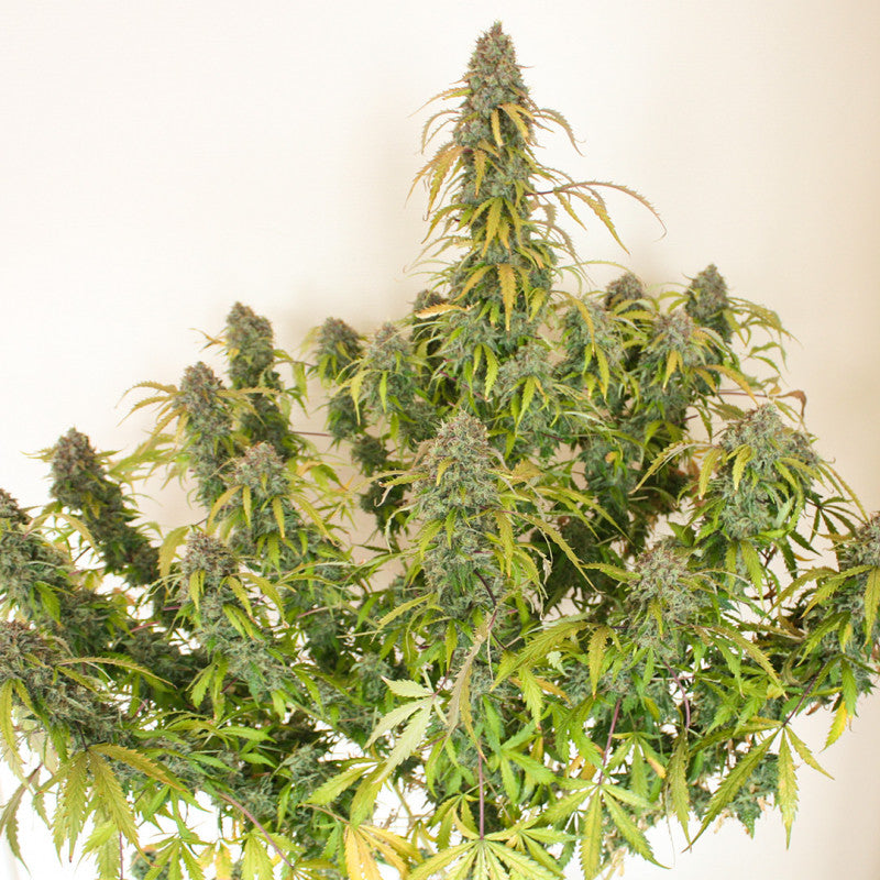 Auto Daiquiri Lime x3 - Dutch Passion