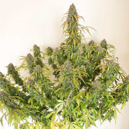 Auto Daiquiri Lime x3 - Dutch Passion