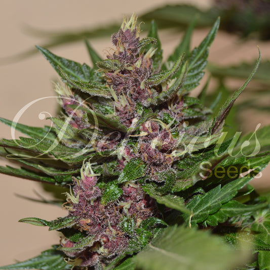 Auto Dark Purple x3 - Delicious Seeds
