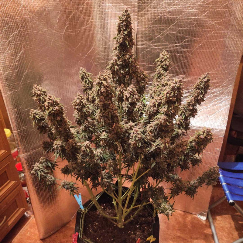 Auto Desfran x3 - Dutch Passion