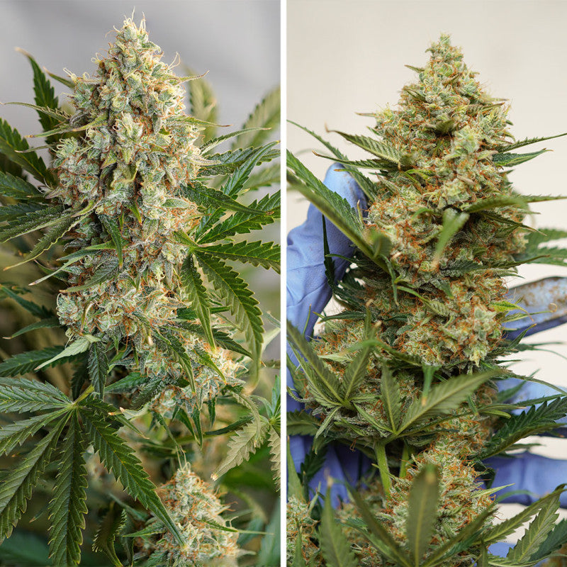 Auto MAC #1 x3 - Dutch Passion