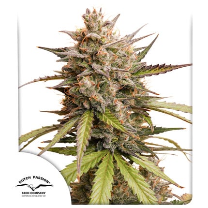 Auto Melonade Runtz x25 - Dutch Passion