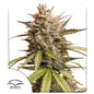 Auto Melonade Runtz x25 - Dutch Passion
