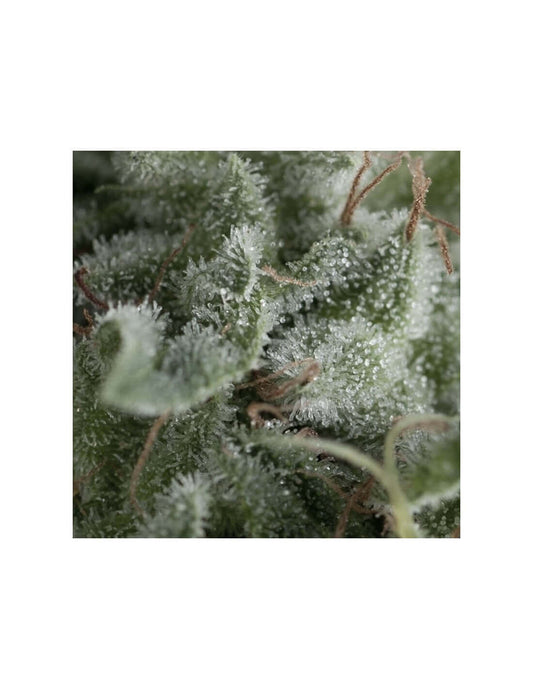 Auto Nefertiti x 100 +40 -Pyramid Seeds