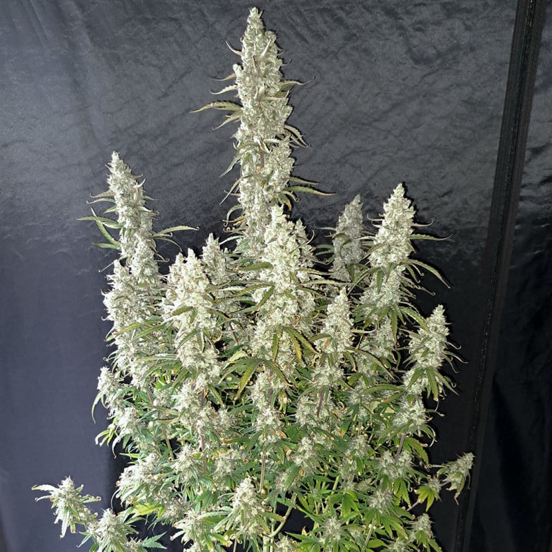 Auto Oh My Gusher x3 - Dutch Passion