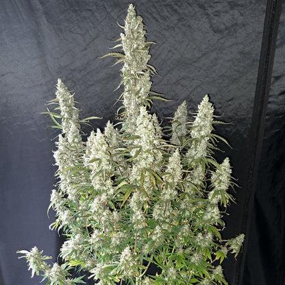 Auto Oh My Gusher x3 - Dutch Passion