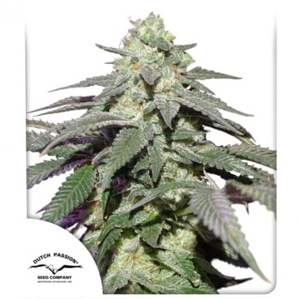 Auto Skywalker Haze x25 - Dutch Passion