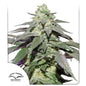Auto Skywalker Haze x25 - Dutch Passion