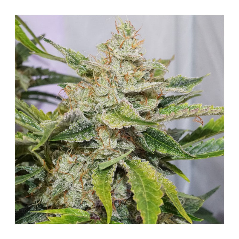 Auto Skywalker Haze x3 - Dutch Passion