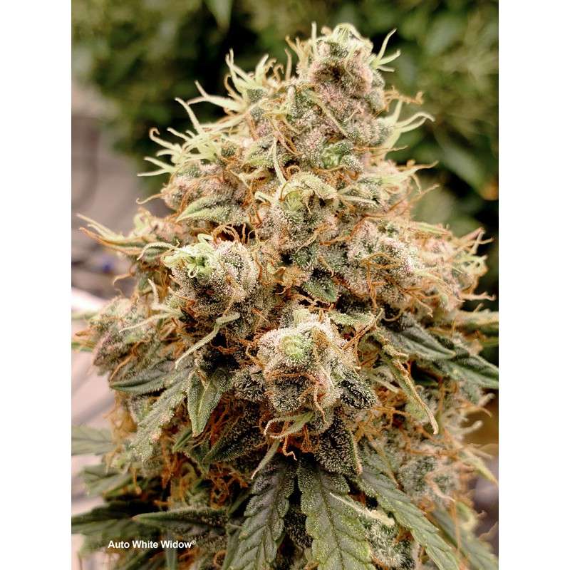 Auto White Widow x3 - Dutch Passion