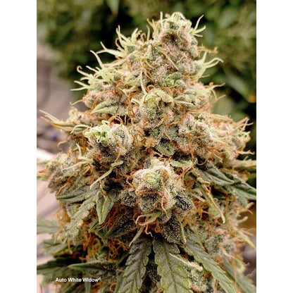 Auto White Widow x3 - Dutch Passion