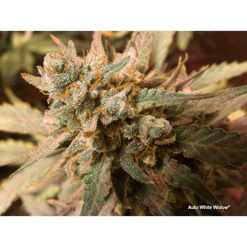 Auto White Widow x3 - Dutch Passion
