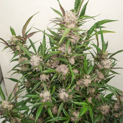Auto Mimosa Punch x3 - Dutch Passion