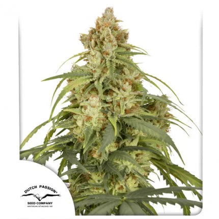 Auto CBD-Victory x3