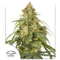 Auto CBD-Victory x3
