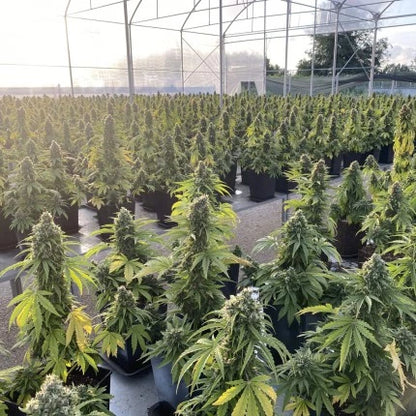 Auto CBD-Victory x3