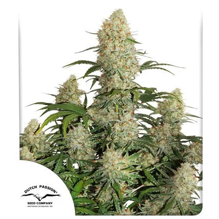 Auto Critical Orange Punch x25 - Dutch Passion