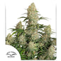 Auto Critical Orange Punch x25 - Dutch Passion